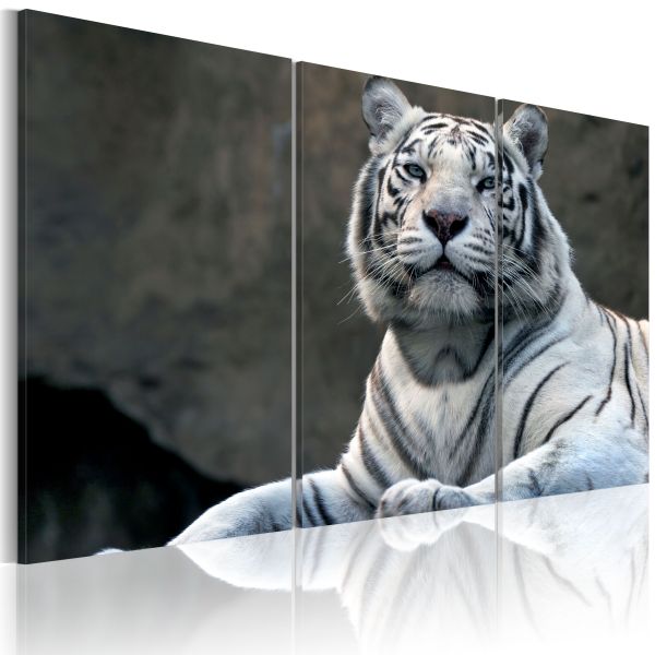 Tableau Tigre blanc