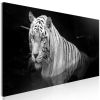 Tableau Shining Tiger 1 Pièce Black and White Narrow