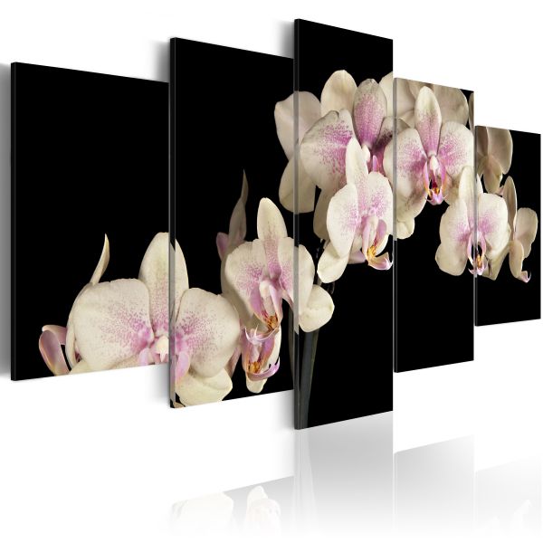 Tableau Fleurs Orchidée sur fond contrasté
