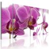 Tableau Fleurs Marvelous orchid