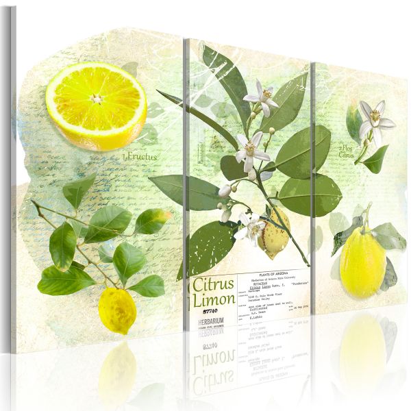 Tableau Nature morte Fruit: lemon