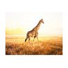 Papier peint intissé Animaux girafe - promenade