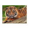Papier peint intissé Animaux Tigre de Sumatra