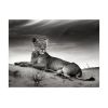 Papier peint intissé Animaux Une lionne en noir et blanc