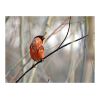 Papier peint intissé Animaux Bullfinch in the forest