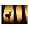 Papier peint intissé Animaux Deer in his natural habitat
