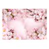 Papier peint intissé Fleurs Spring Cherry Blossom