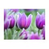 Papier peint intissé Fleurs Tulipes violettes au printemps