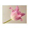 Papier peint intissé Fleurs Pink tulip