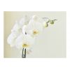 Papier peint intissé Fleurs Orchidée blanche