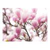 Papier peint intissé Fleurs Branche de magnolia en fleurs