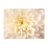 Papier peint intissé Fleurs Dahlia blanc
