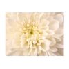 Papier peint intissé Fleurs Dahlia blanc