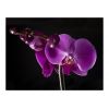 Papier peint intissé Fleurs élégant orchidée