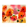 Papier peint intissé Fleurs Velvet poppies 1