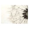 Papier peint intissé Fleurs White Dandelion