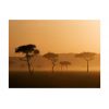 Papier peint intissé Paysages Massai Mara