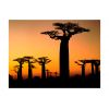 Papier peint intissé Paysages Baobabs africains