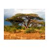 Papier peint intissé Paysages Réserve nationale de Samburu, Kenya