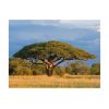 Papier peint intissé Paysages Acacia africain - Parc national Hwange, Zimbabwe