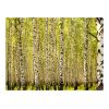 Papier peint intissé Paysages Forêt de bouleaux