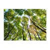 Papier peint intissé Paysages Looking up at the trees