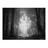 Papier peint intissé Paysages Forest of shadows