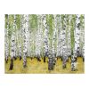 Papier peint intissé Paysages In birch grove...